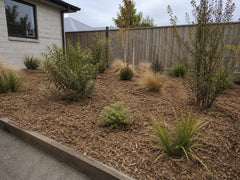 Shredded mulch around young shrubs and grasses in a Christchurch garden bed